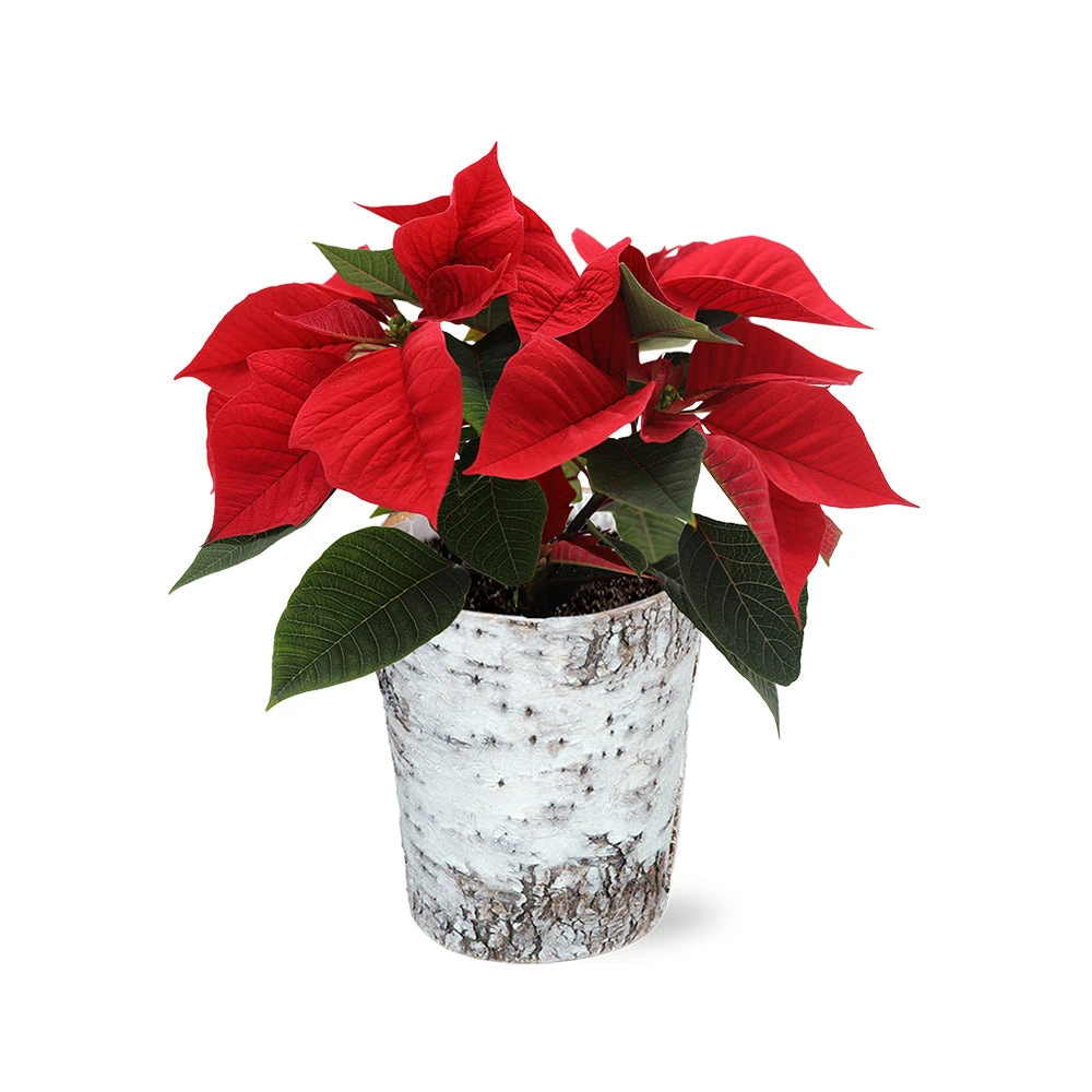 Red Poinsettia In Birch Pot - Image 2