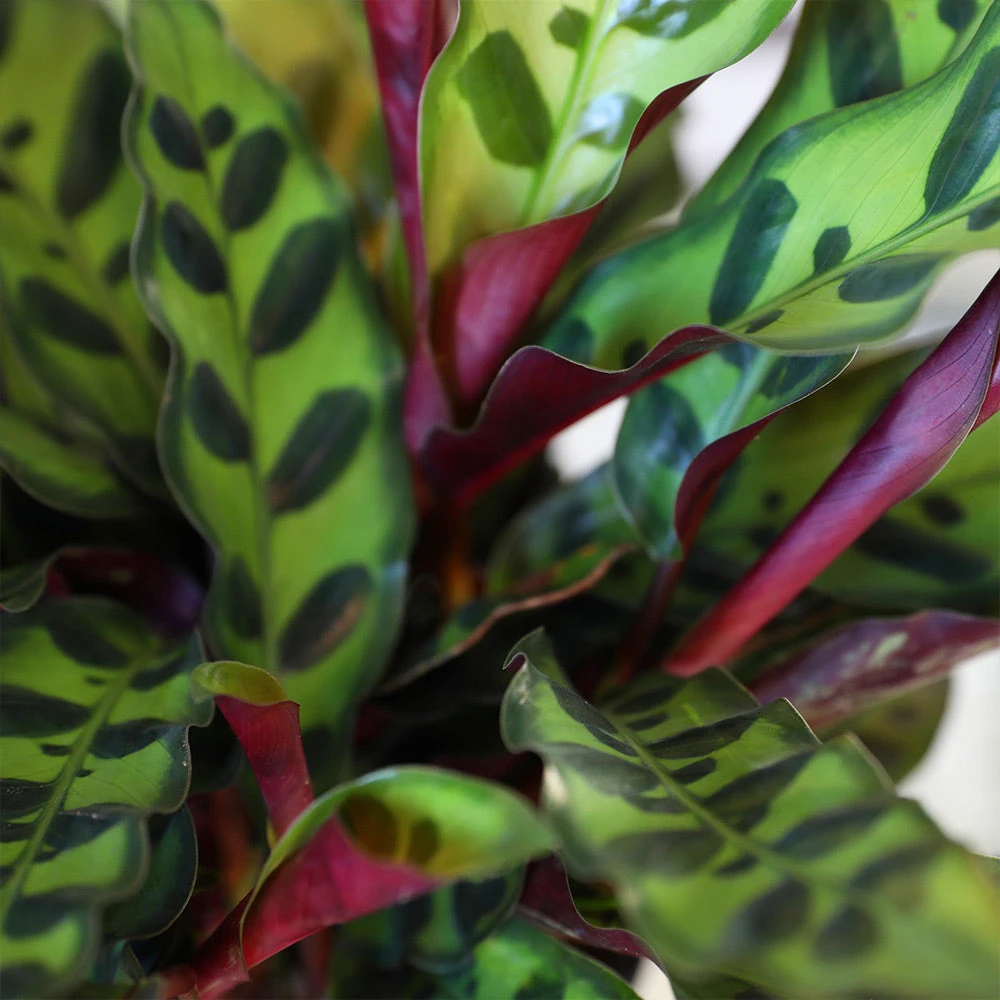 Calathea Rattlesnake With Decorative Pot - Image 9
