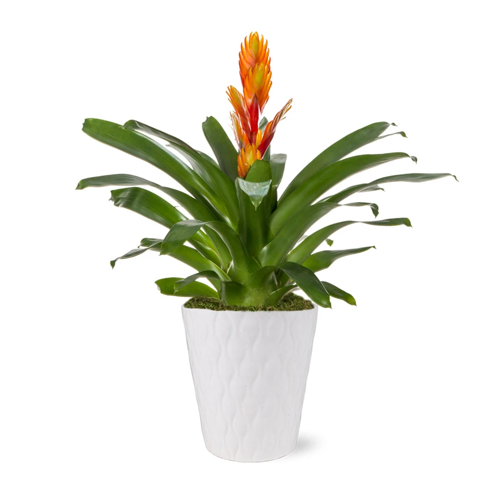5-Inch Bromeliad In Decorative Pot - Image 4