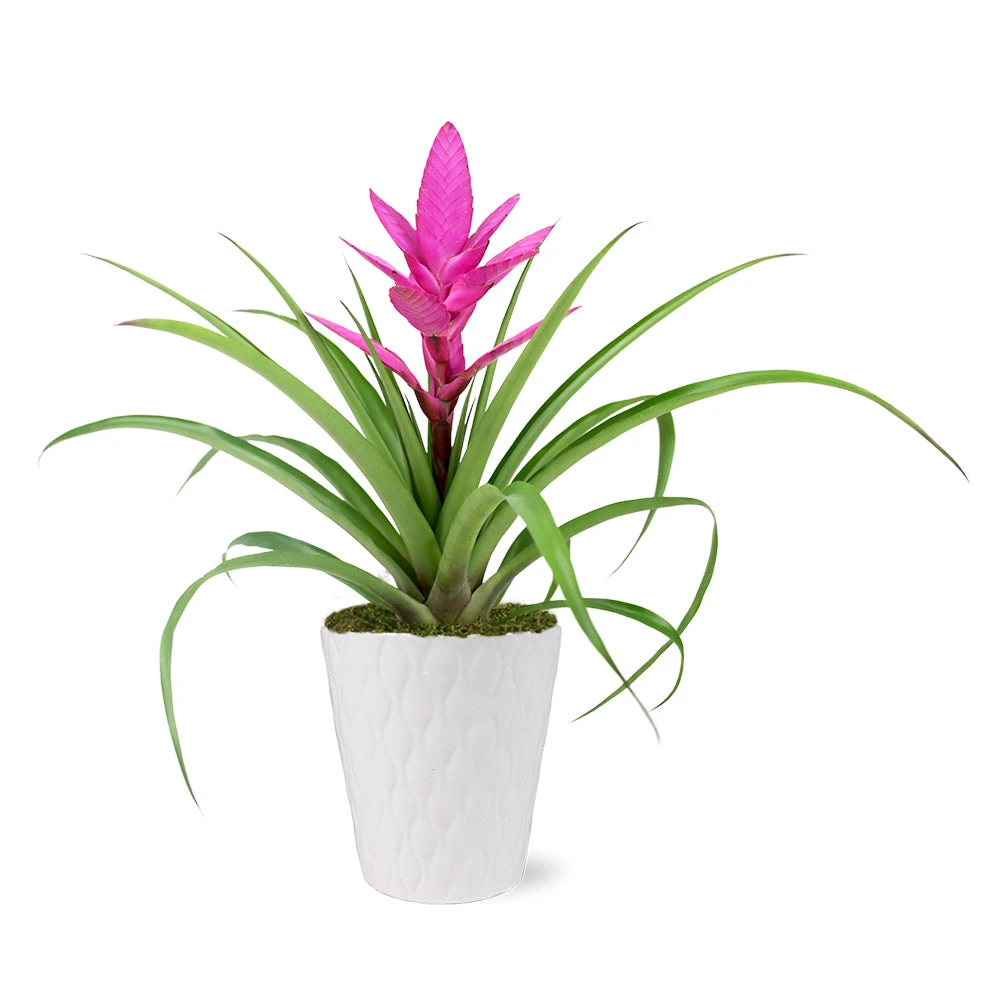 5-Inch Bromeliad In Decorative Pot - Image 3