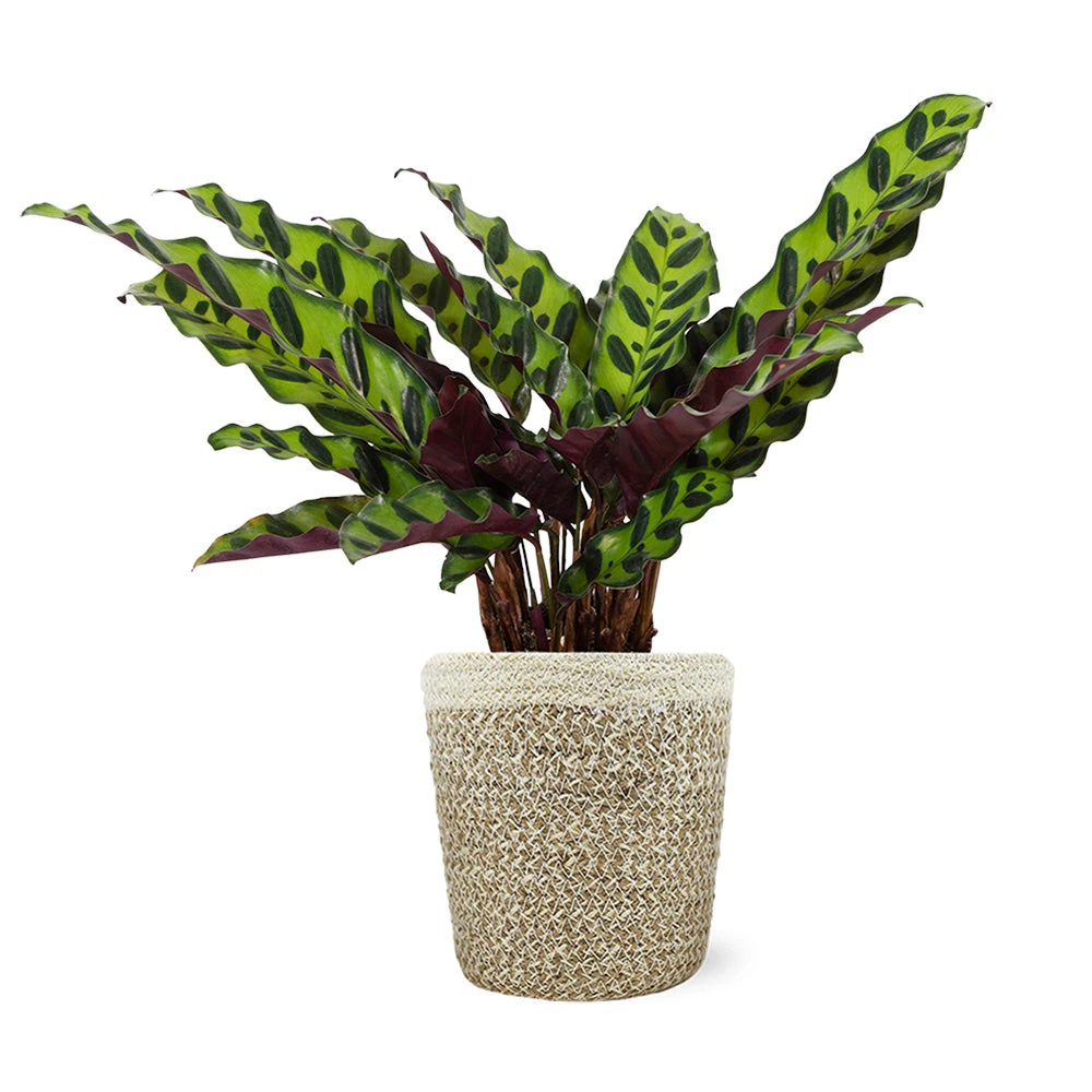 Calathea Rattlesnake With Decorative Pot - Image 8