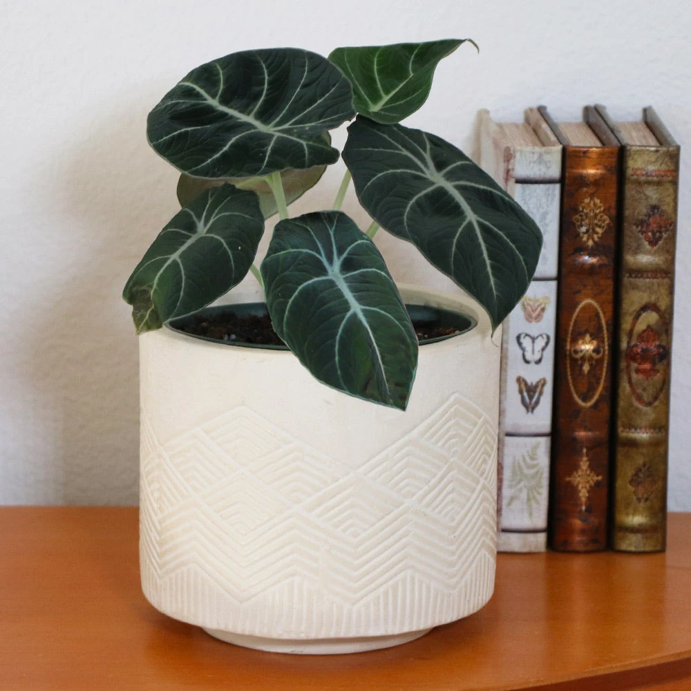 Alocasia Black Velvet - Image 2