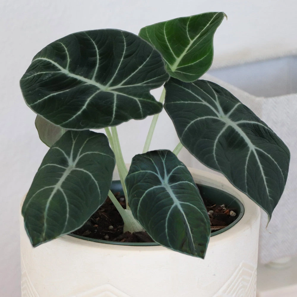 Alocasia Black Velvet - Image 4