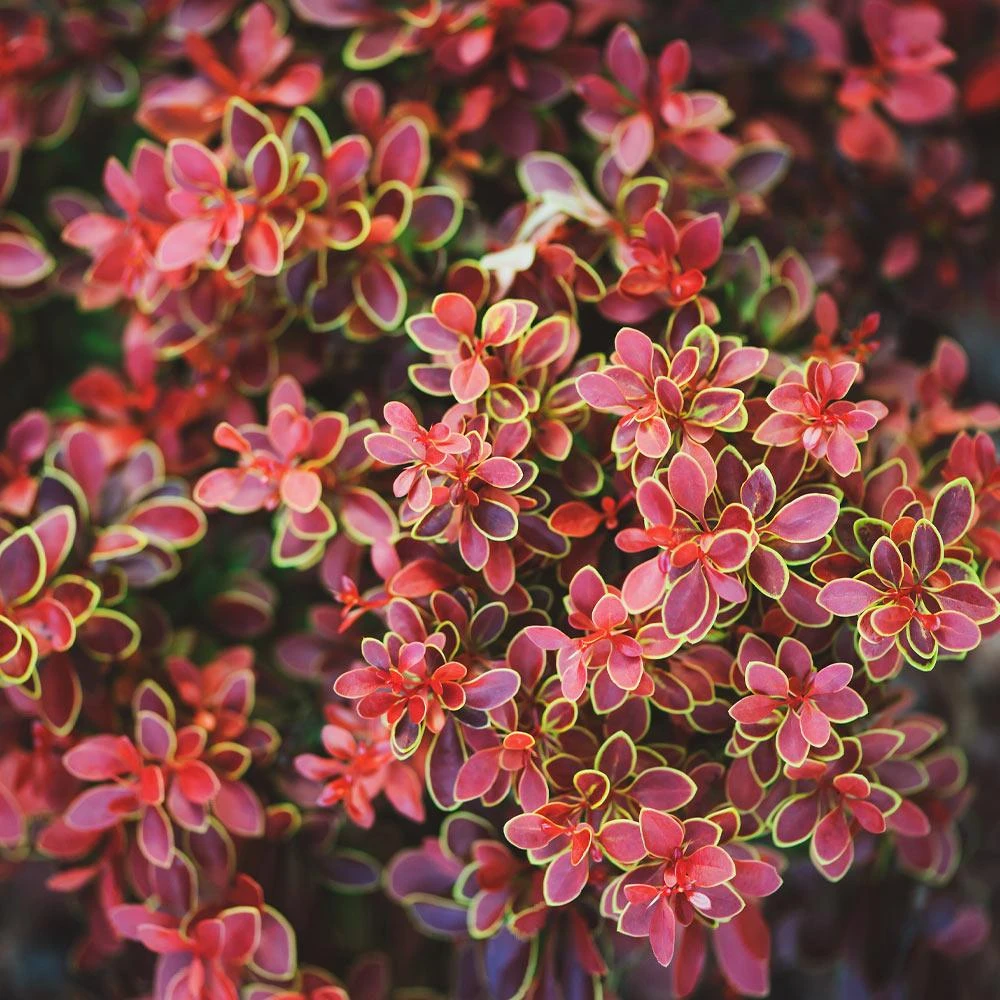 Admiration Barberry Shrub - Image 2