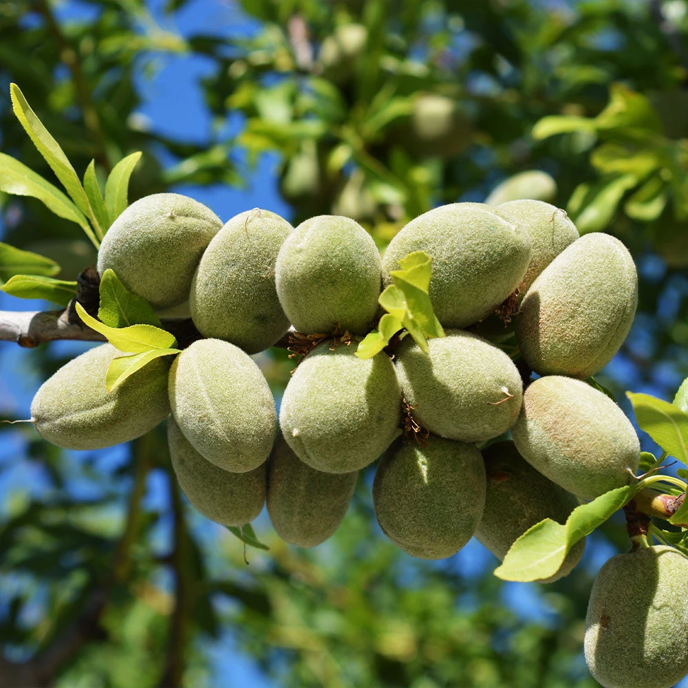 All-in-One Almond Tree - Image 2