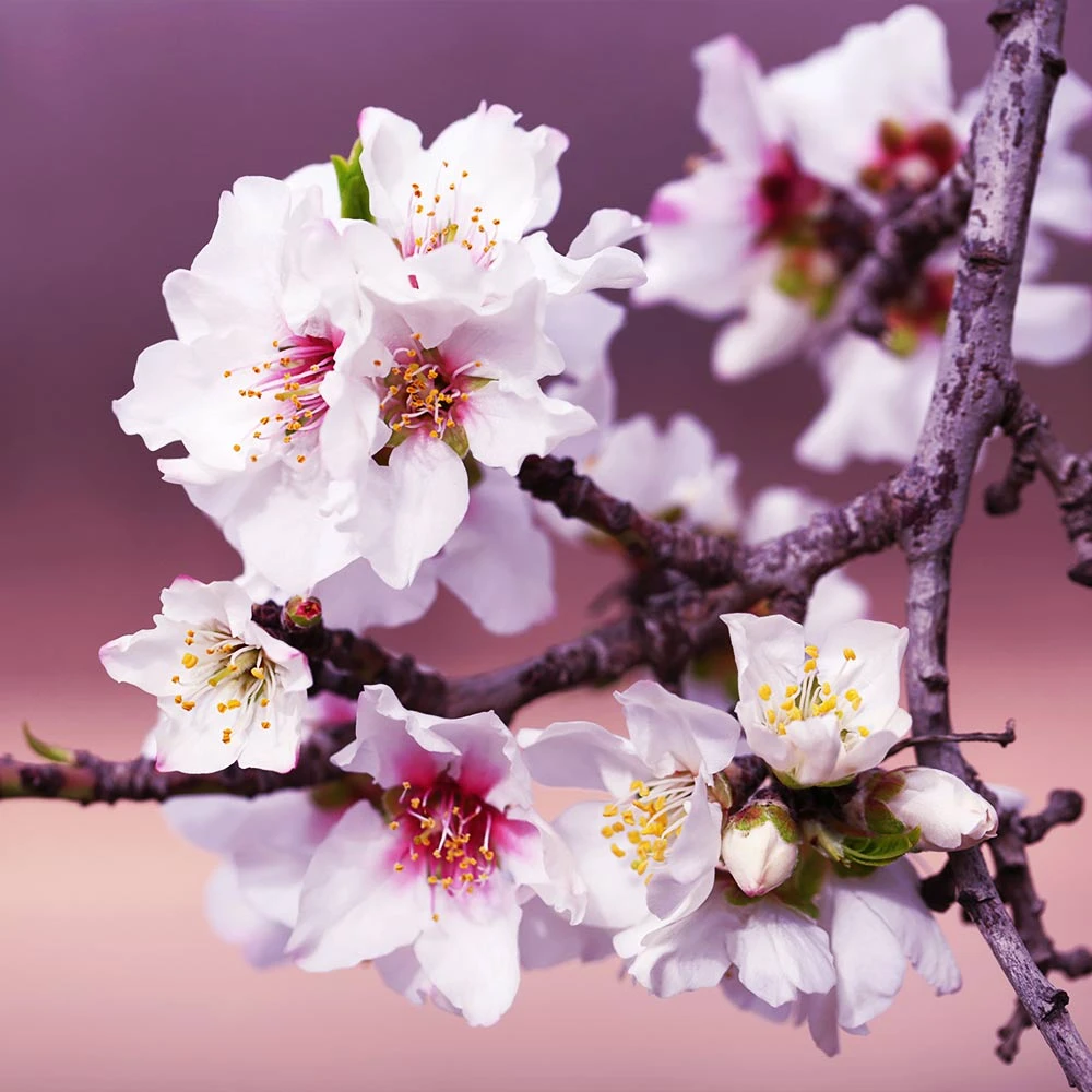 All-in-One Almond Tree - Image 4