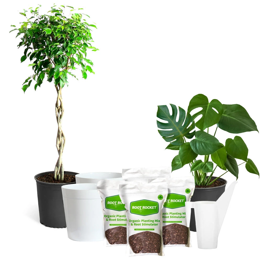All-in-One House Plant Starter Kit - Image 2