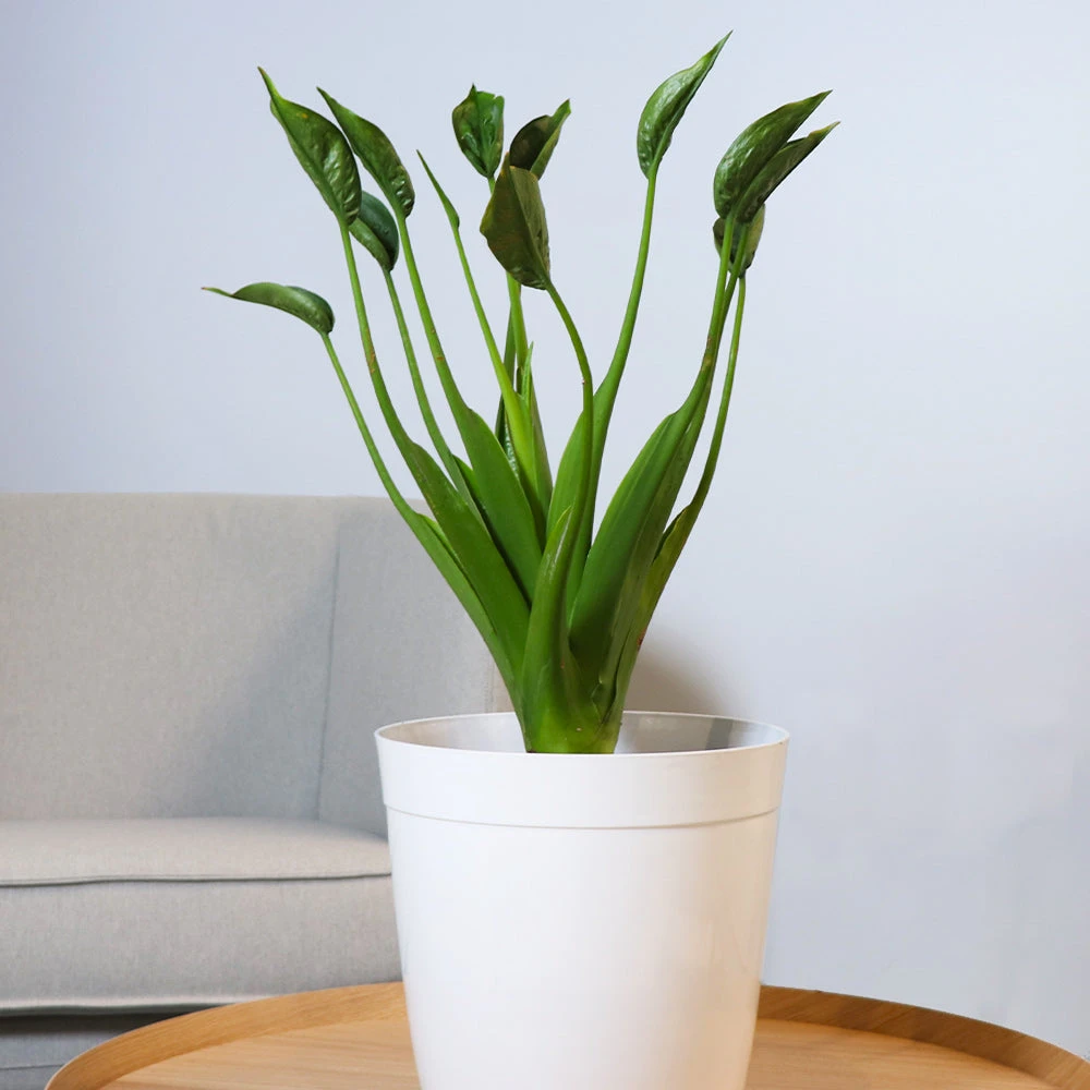 Rare House Plant Kit - Image 5