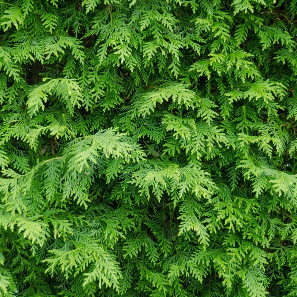 American Arborvitae - Image 3