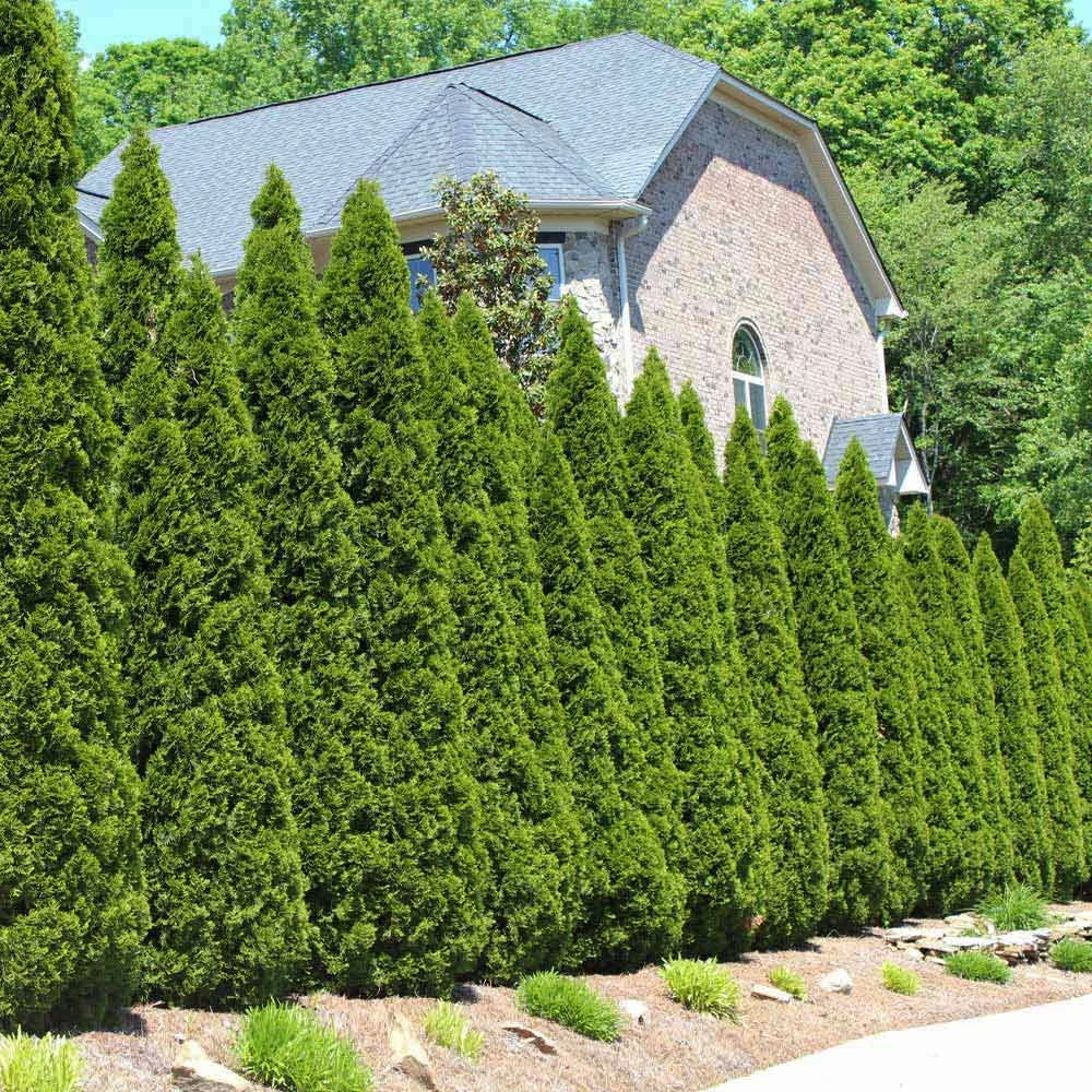 American Arborvitae - Image 2