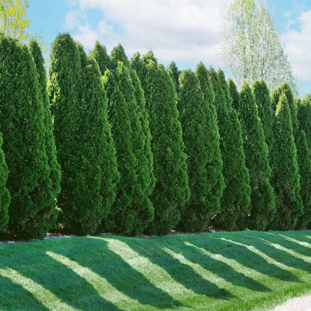 American Arborvitae - Image 5