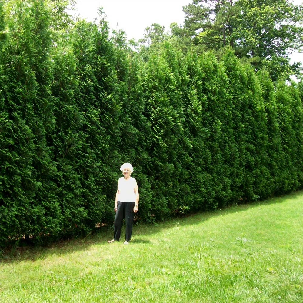 Full Speed A Hedge® American Pillar Arborvitae - Image 2