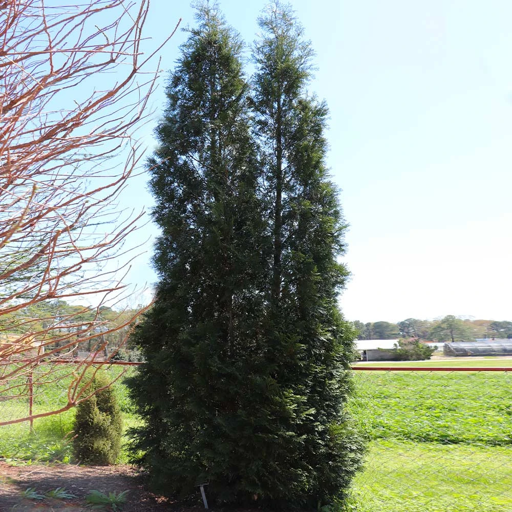 Full Speed A Hedge® American Pillar Arborvitae - Image 6