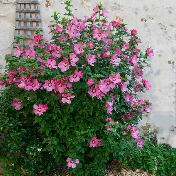 Aphrodite Rose Of Sharon Althea Shrub