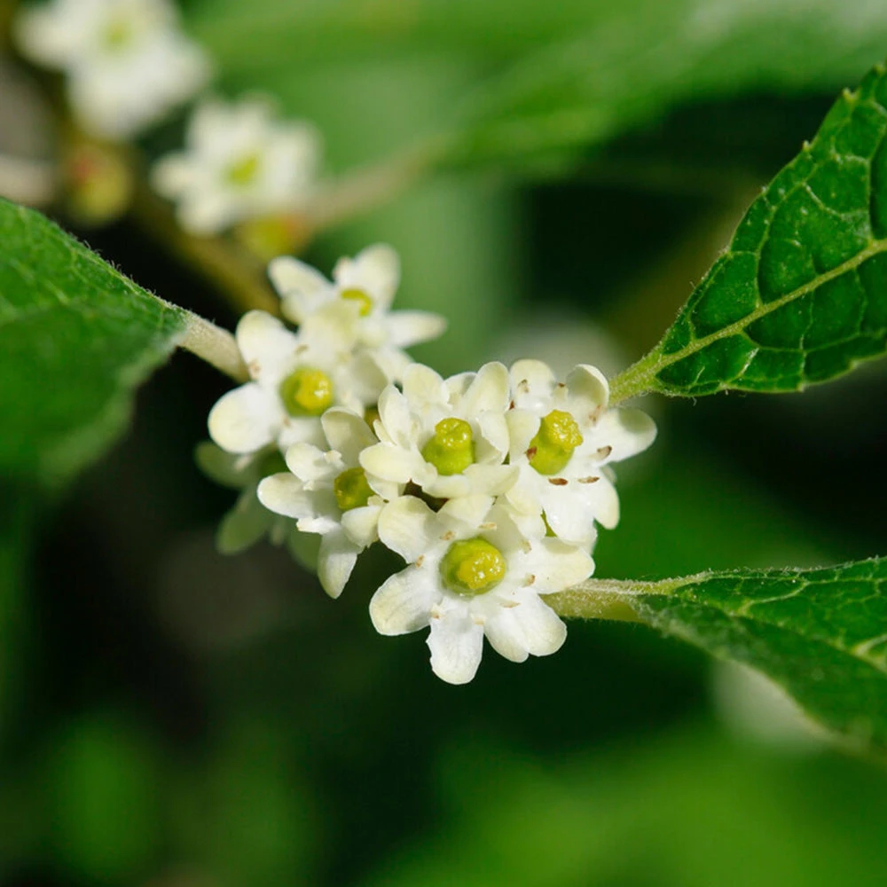 Apollo Winterberry Holly Shrub - Image 2