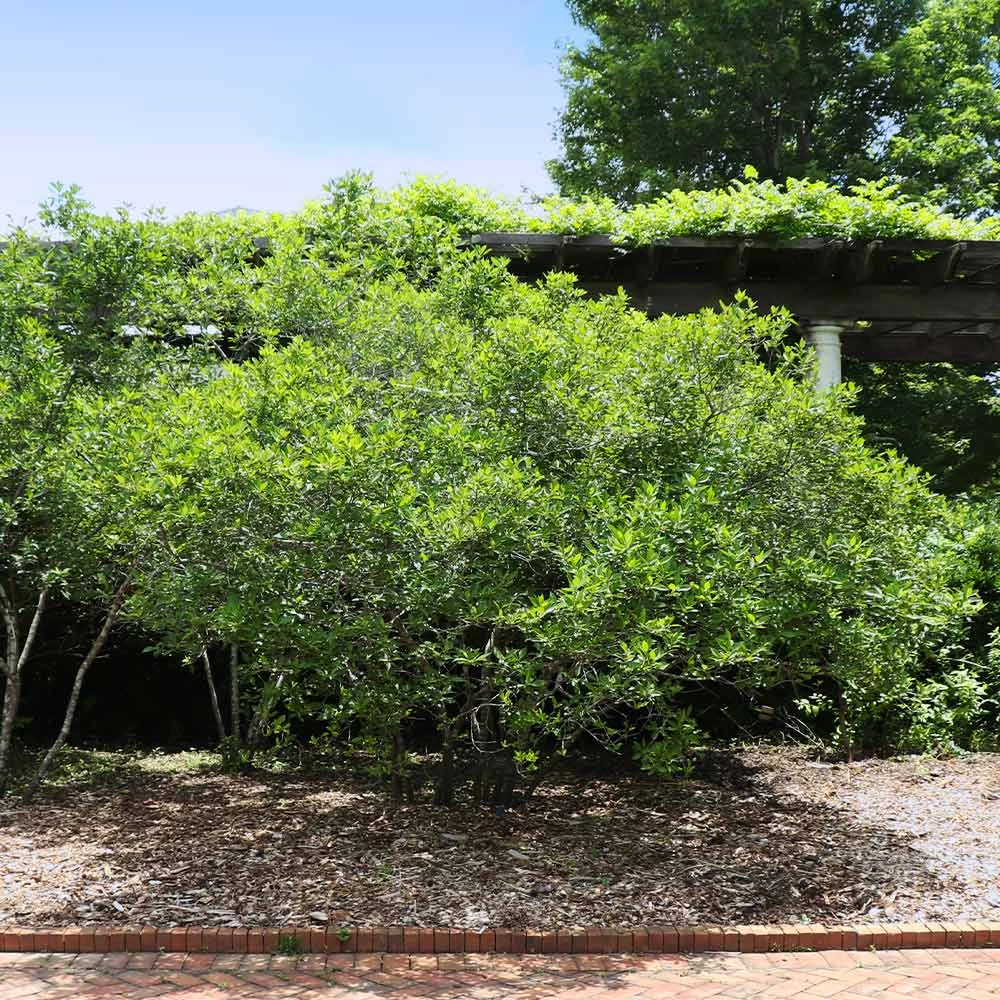 Apollo Winterberry Holly Shrub - Image 3