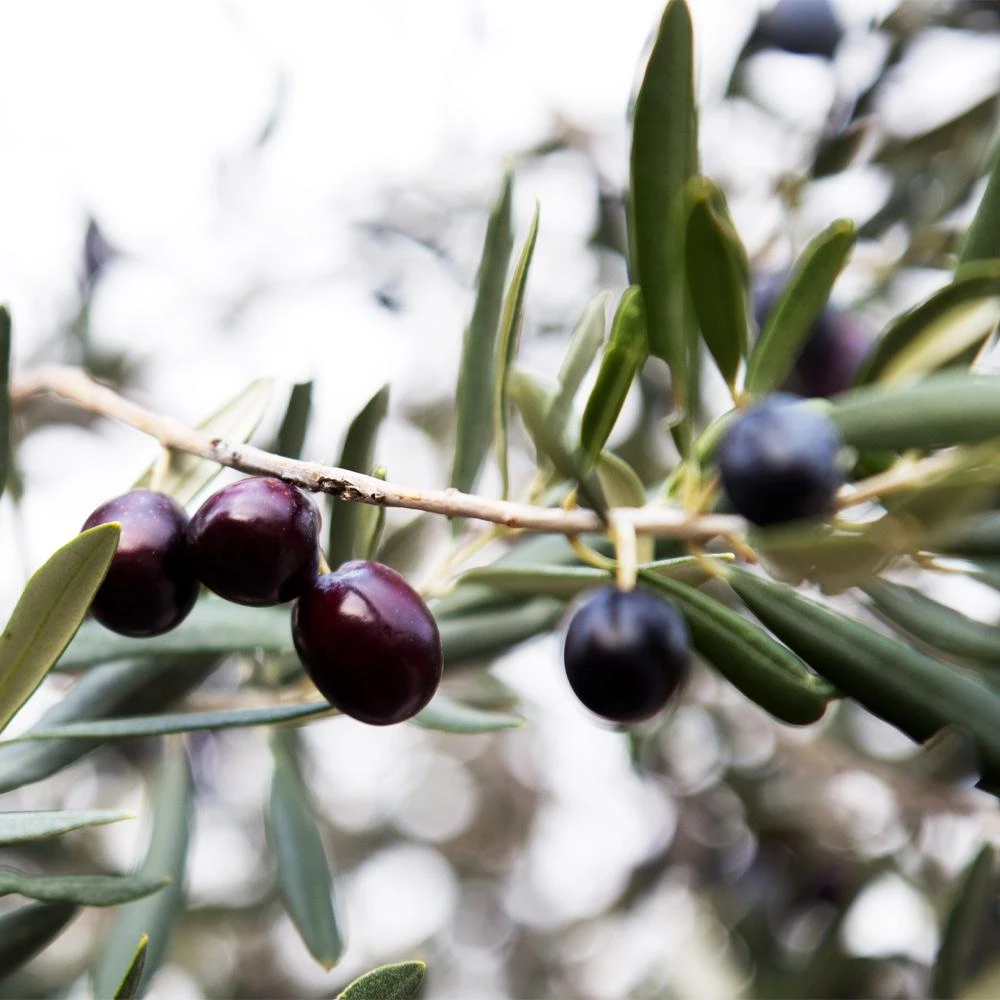 Arbequina Olive Tree - USDA Organic - Image 4