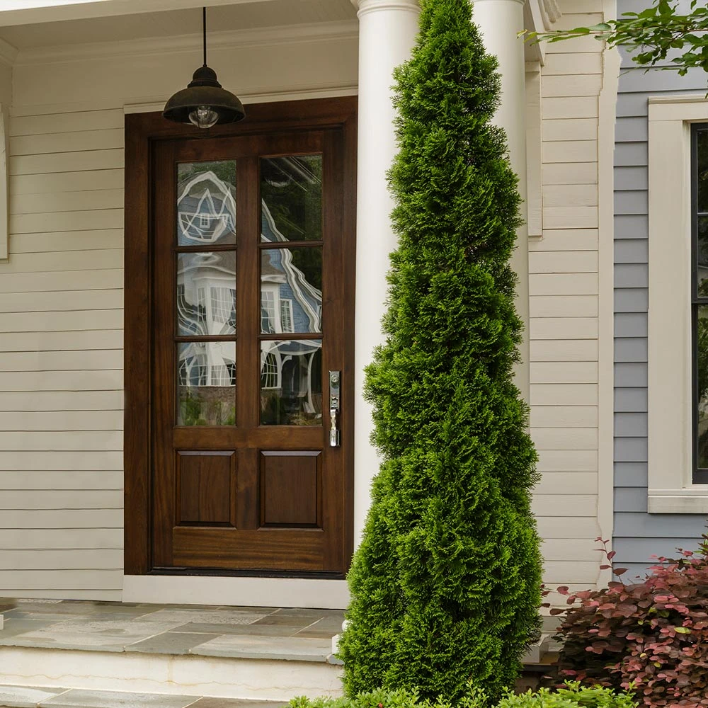 Degroot's Spire Thuja Arborvitae Tree - Image 4