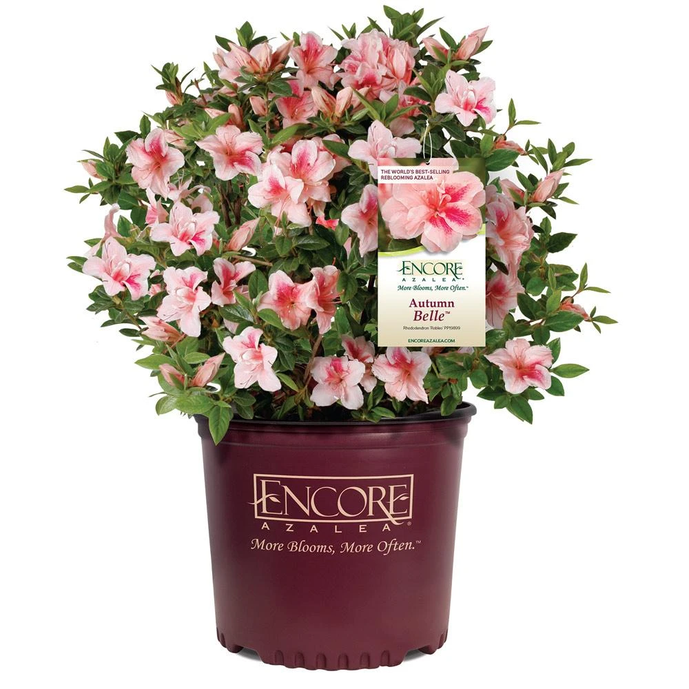 Autumn Belle® Encore® Azalea Shrub - Image 5