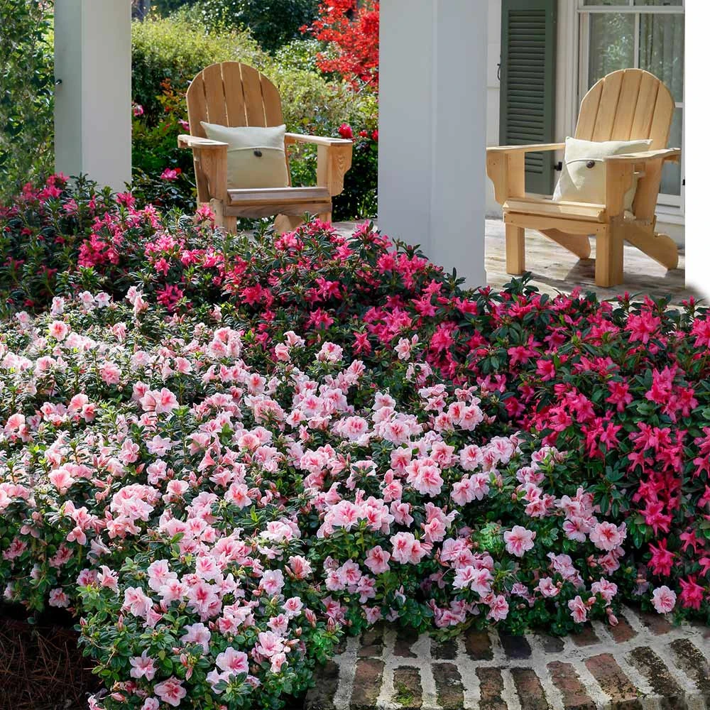 Autumn Belle® Encore® Azalea Shrub - Image 2
