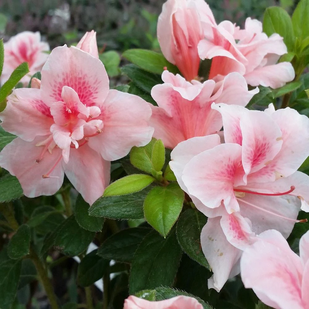 Autumn Belle® Encore® Azalea Shrub - Image 3