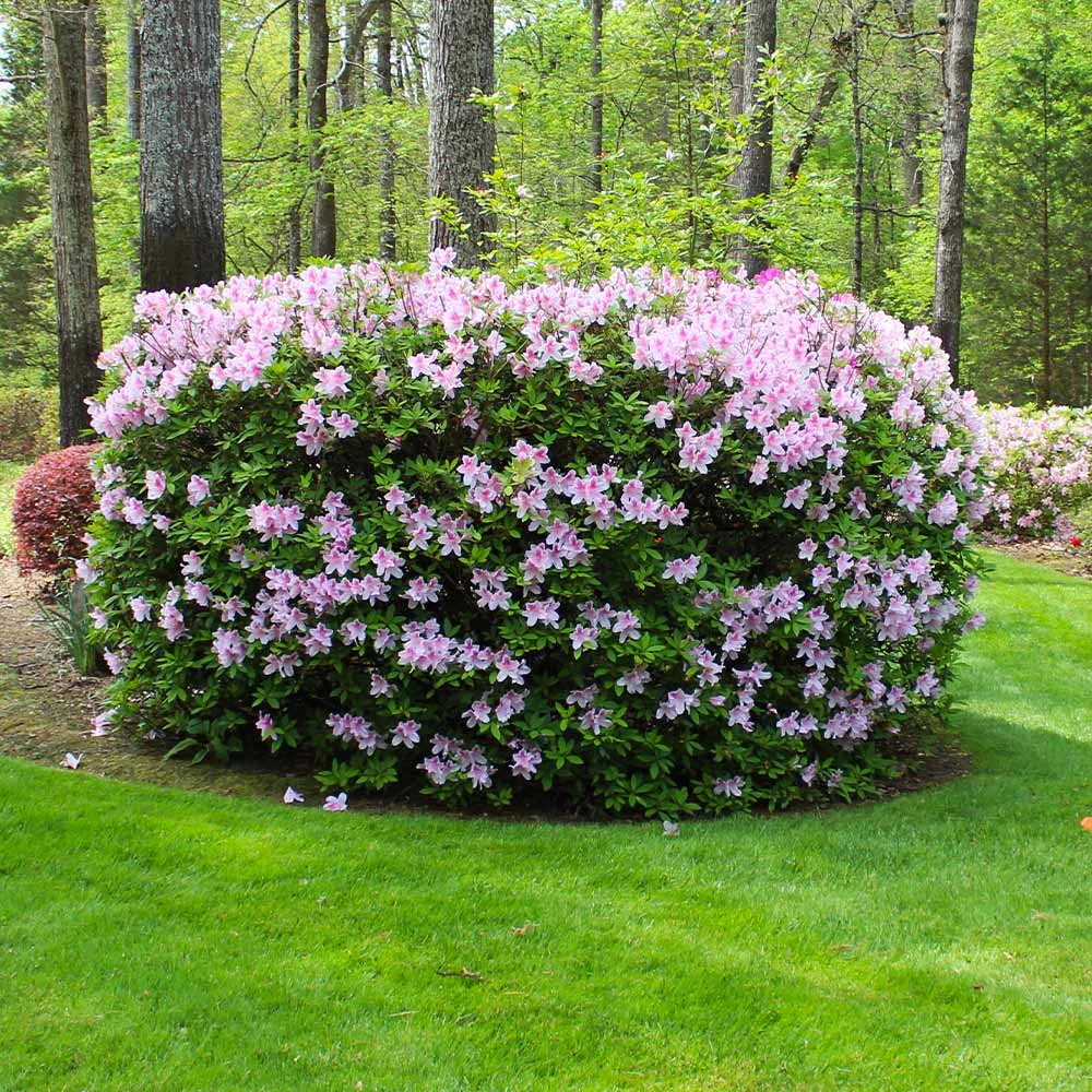Autumn Belle® Encore® Azalea Shrub - Image 4