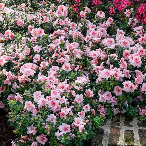 Autumn Belle® Encore® Azalea Shrub