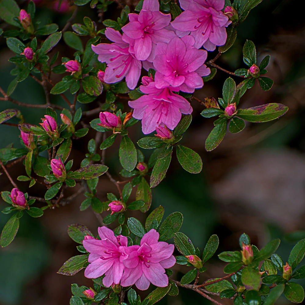 Karen Azalea Shrub - Image 3