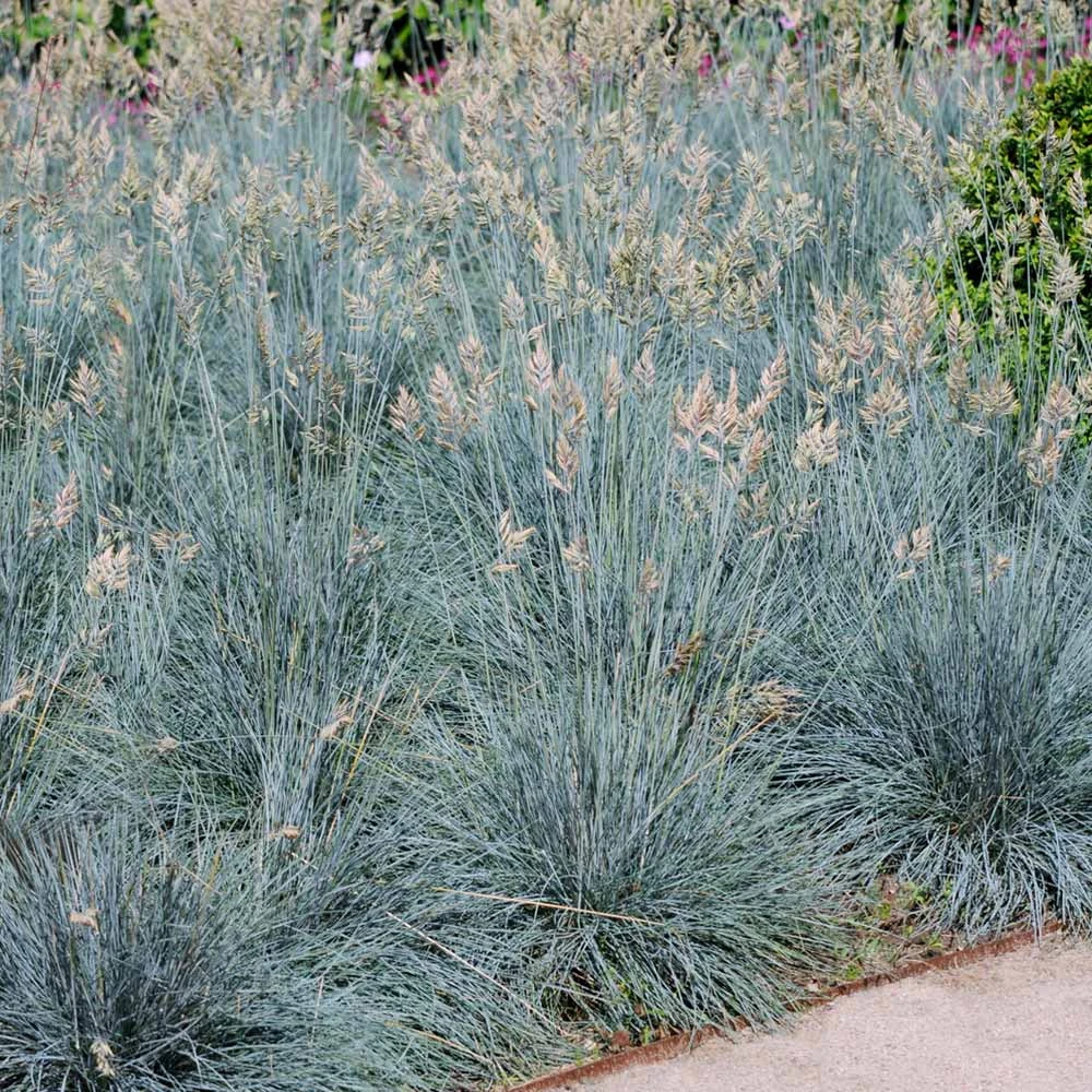 Blue Fescue Grass - Image 2