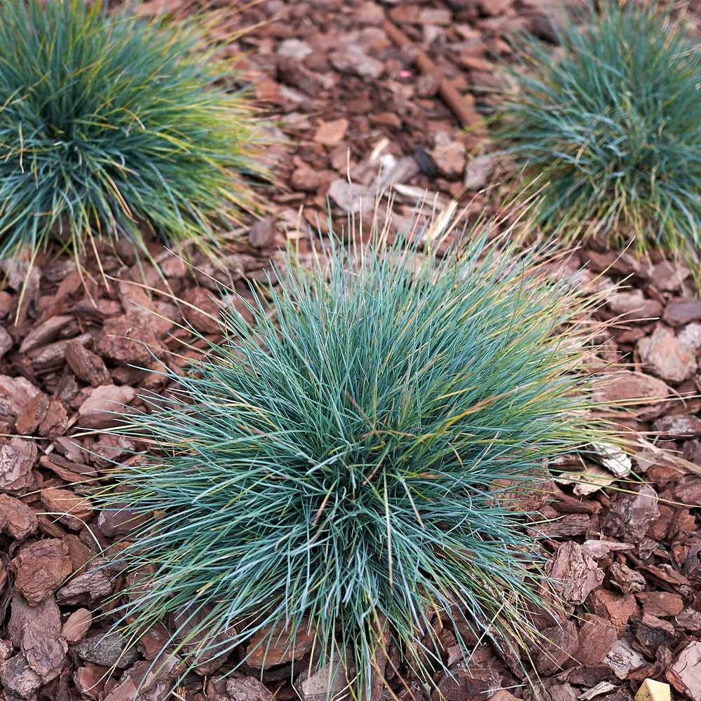 Blue Fescue Grass - Image 3