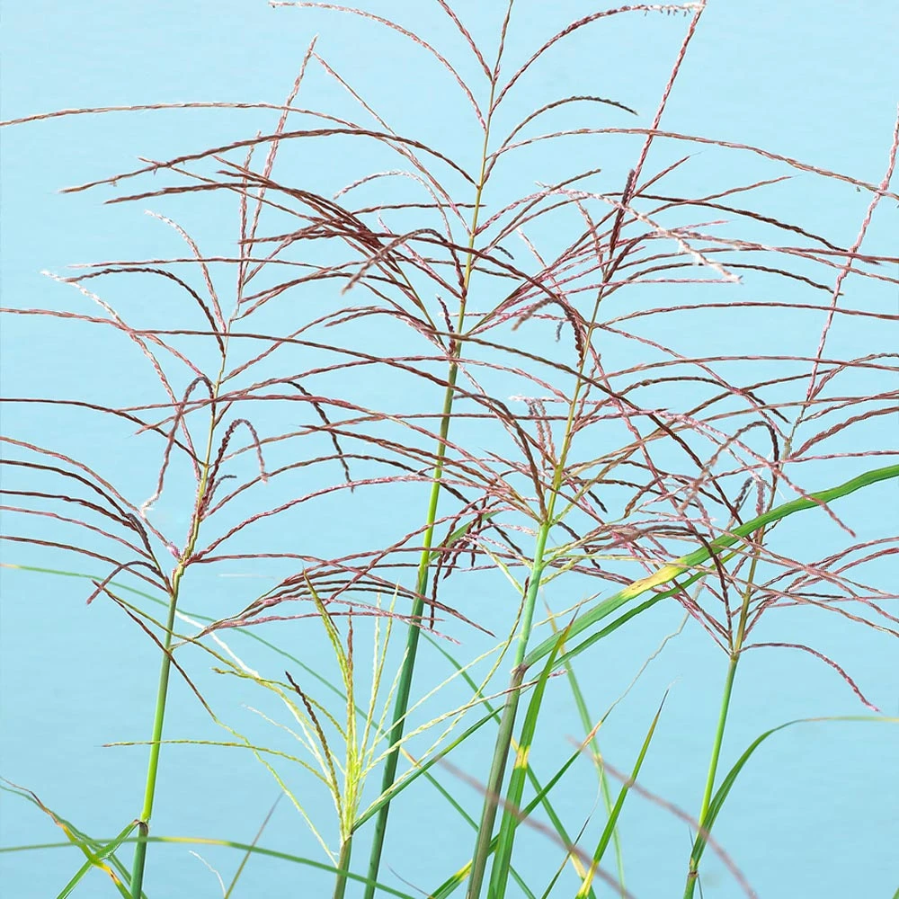 Miscanthus Bandwidth (Chinese Silver Grass) - Image 4