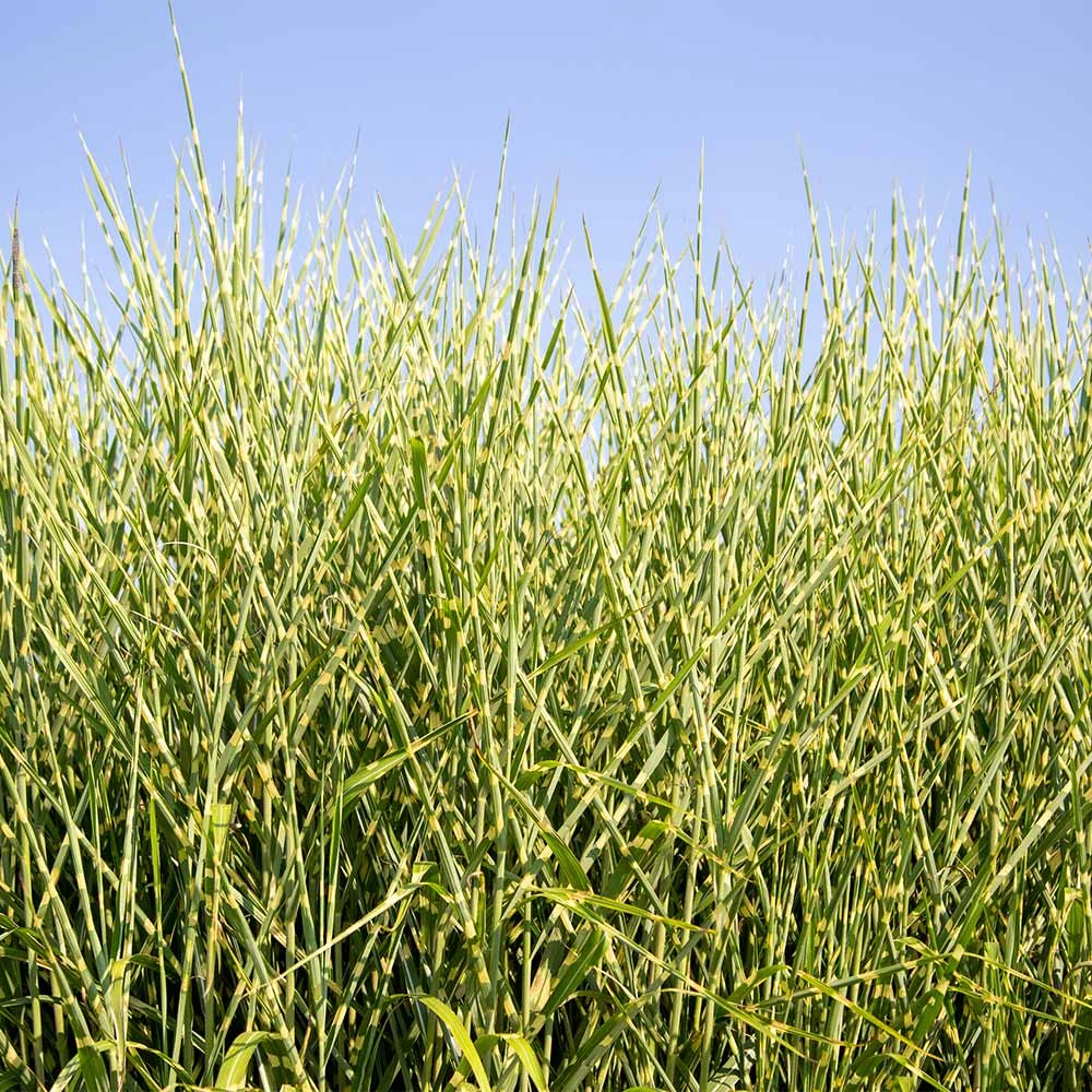 Miscanthus Bandwidth (Chinese Silver Grass) - Image 2