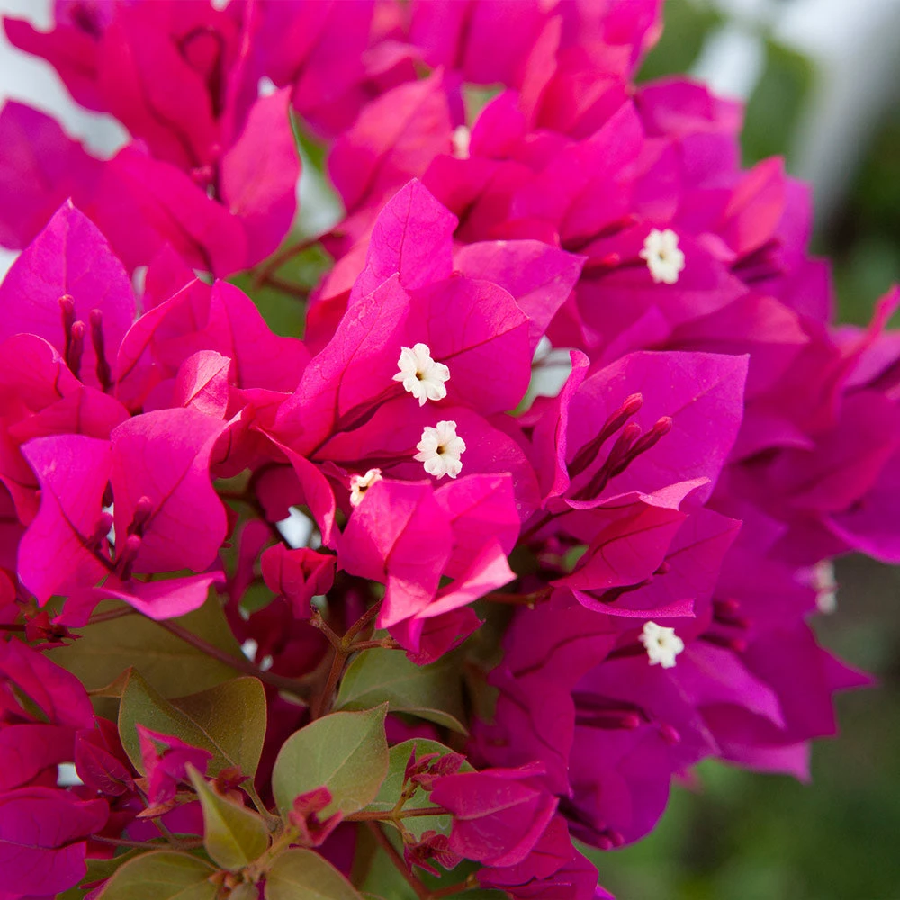 Barbara Karst Bougainvillea - Image 2