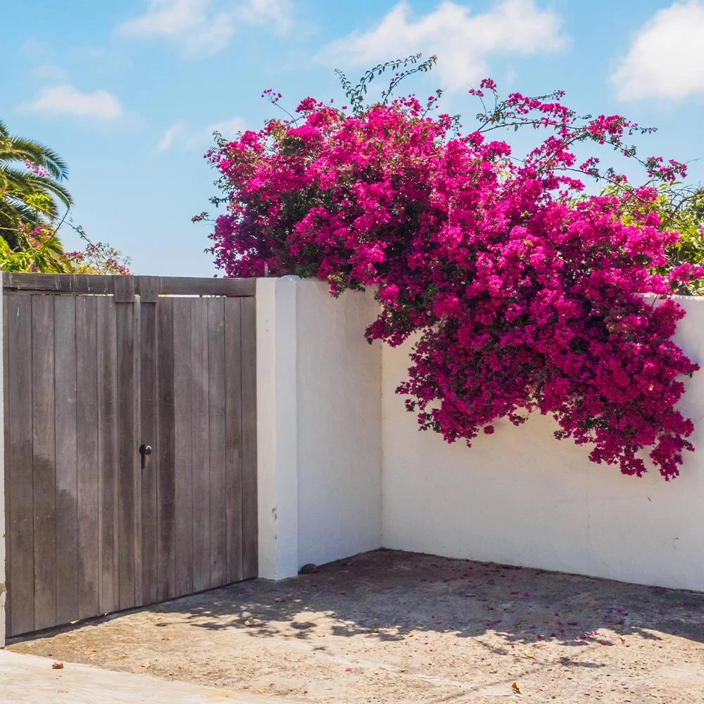 Barbara Karst Bougainvillea - Image 5