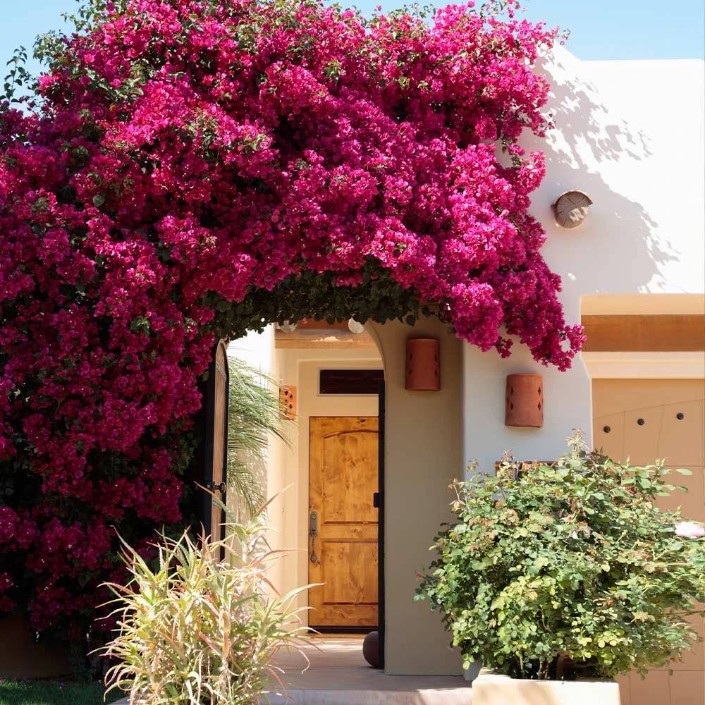 Barbara Karst Bougainvillea - Image 3