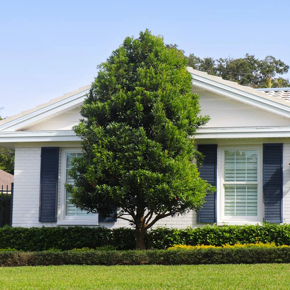 Bay Laurel - Image 3