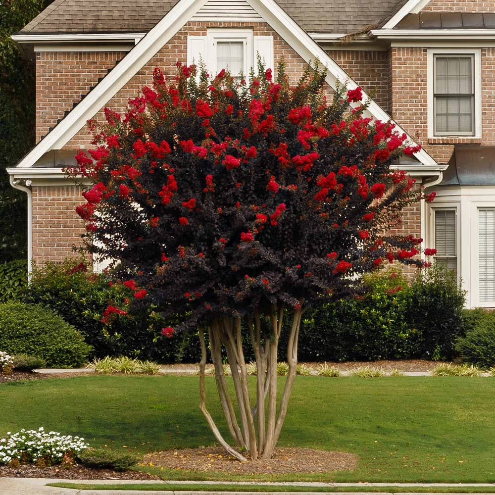 Black Diamond® Crape Myrtle - Best Red™ - Image 2