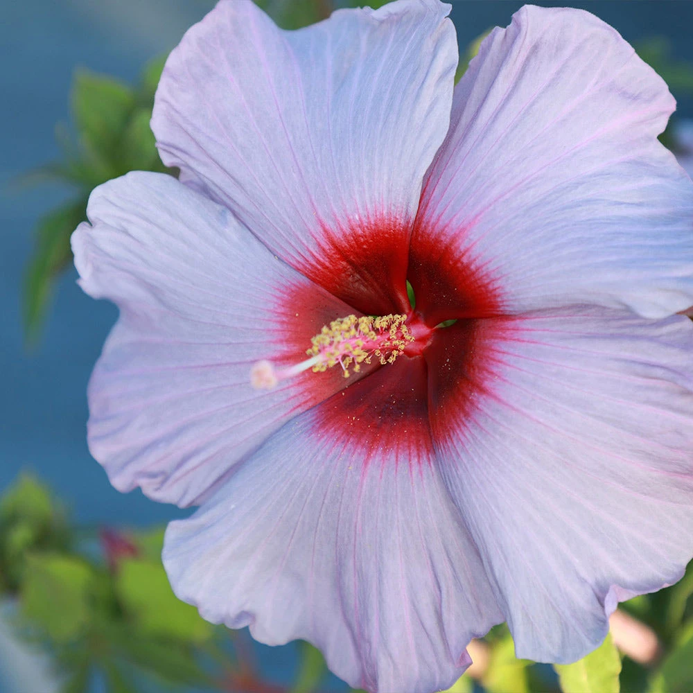 Summer Spice® Hardy Hibiscus Bleu Brulee™ - Image 3