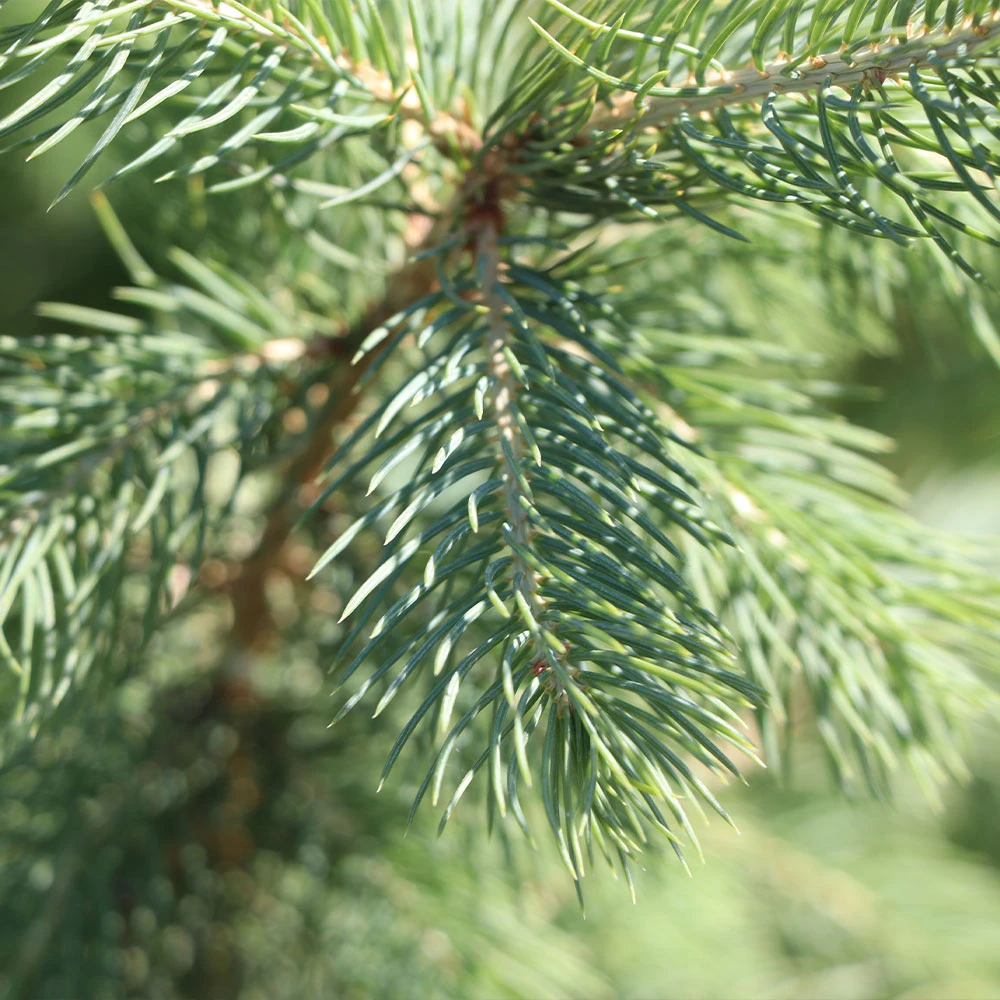 Blue Wonder Spruce Tree - Image 4