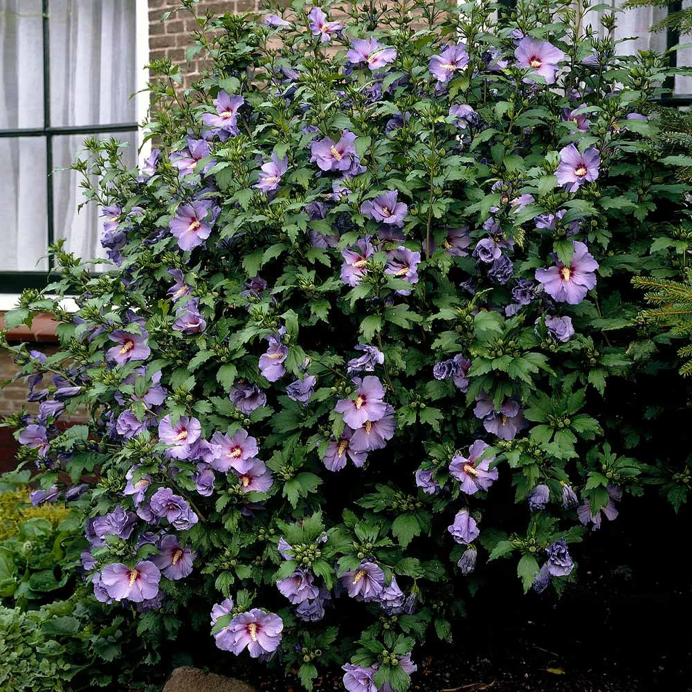 Bluebird Rose Of Sharon Hibiscus Shrub - Image 3