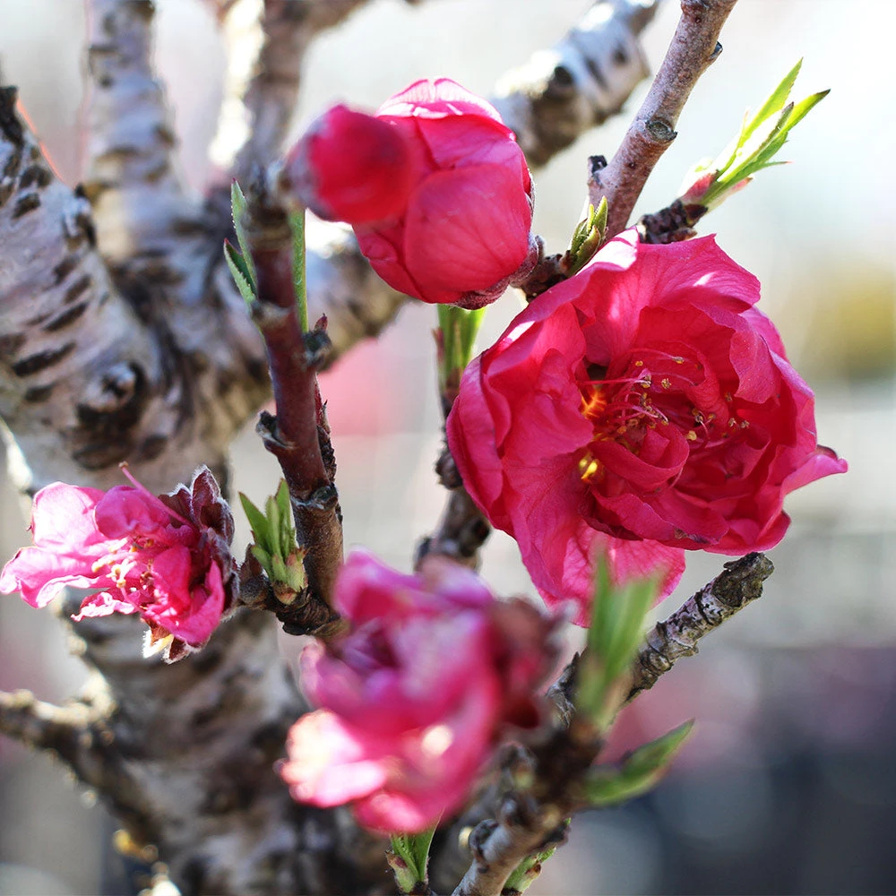 Bonanza Patio Peach Tree - Image 3