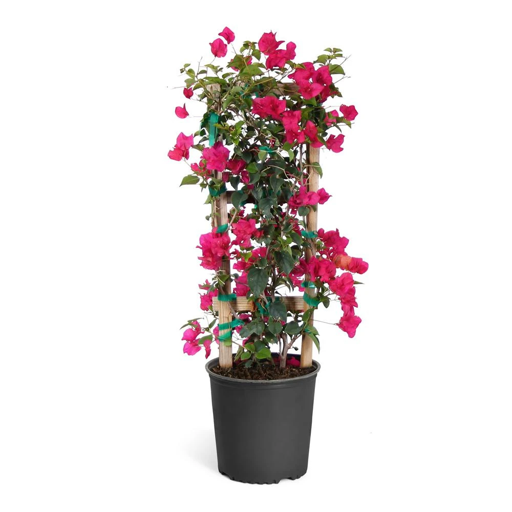 Barbara Karst Bougainvillea - Image 10