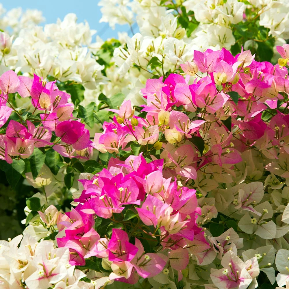 Bi-Color Bougainvillea Tree - Image 3