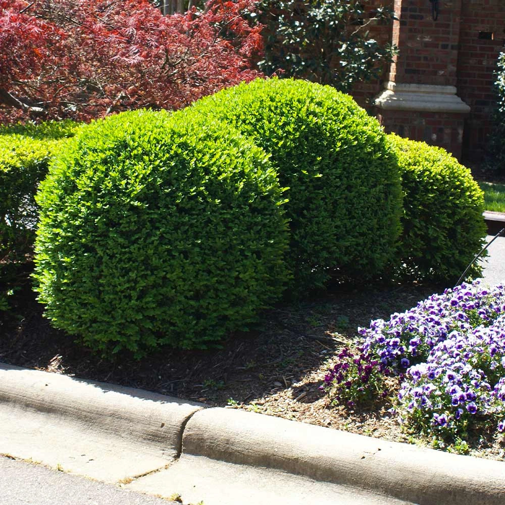 Titan Boxwood Shrub - Image 5