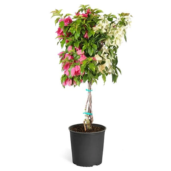 Bi-Color Bougainvillea Tree - Image 2