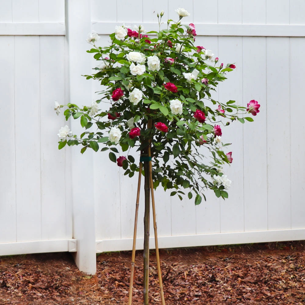 Burgundy Iceberg And Iceberg Two-fer® Rose Tree - Image 3