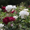 Burgundy Iceberg And Iceberg Two-fer® Rose Tree