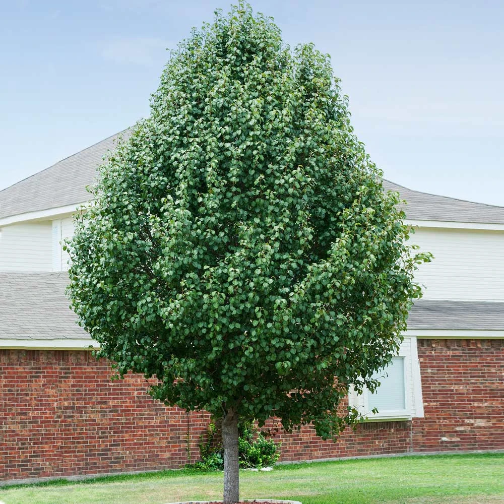 Cleveland Pear Tree - Image 4