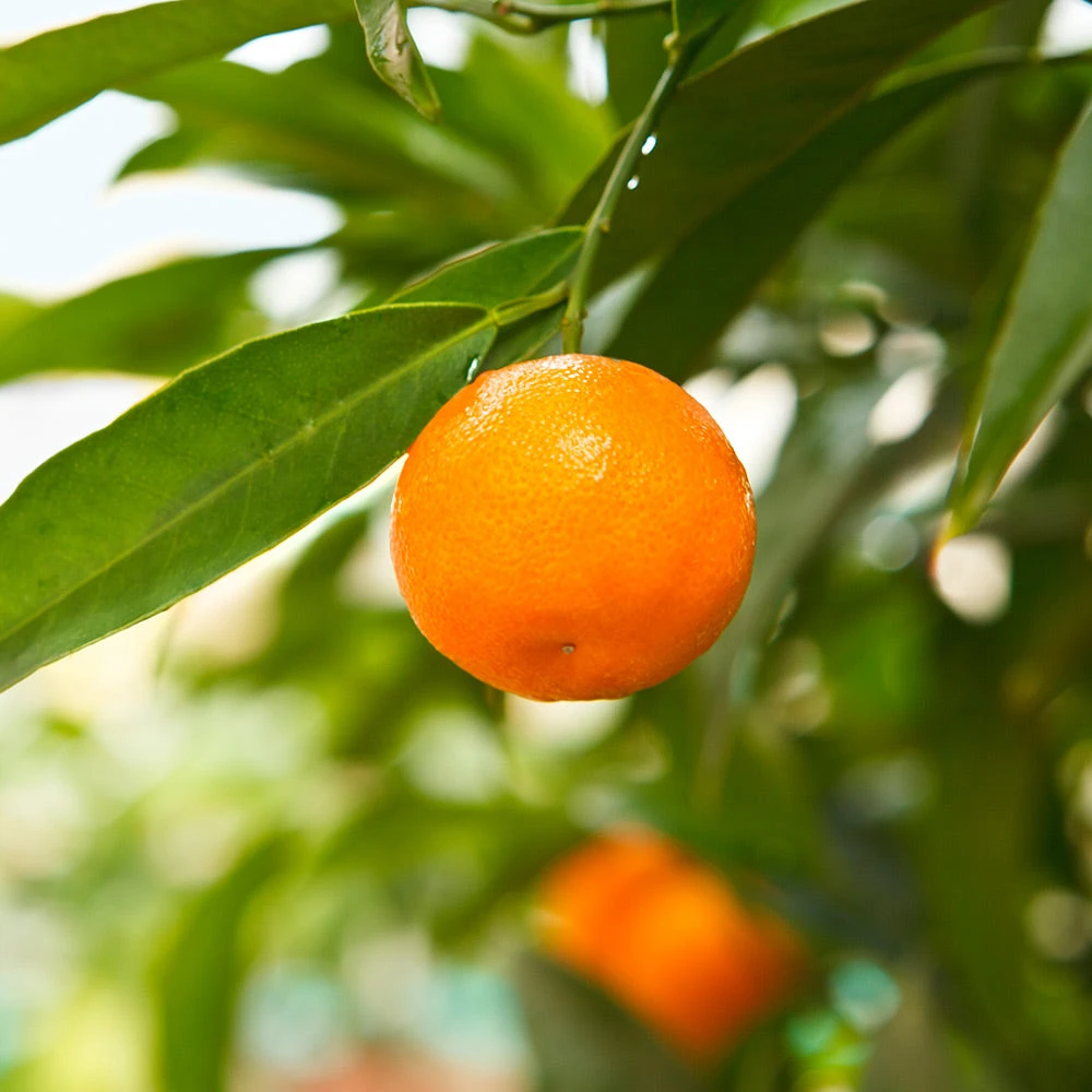 California Honey Mandarin Tree - Image 3