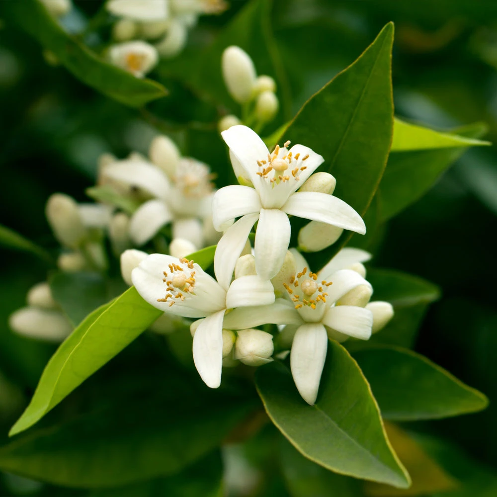 California Honey Mandarin Tree - Image 5